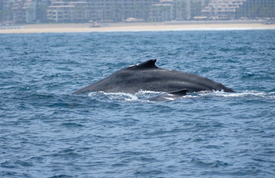 Cabo San Lucas