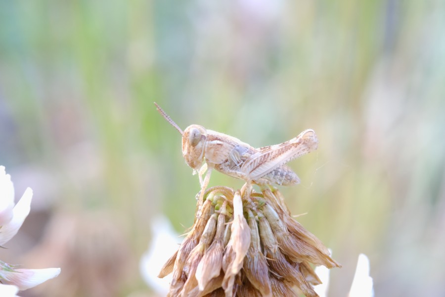 Grasshopper