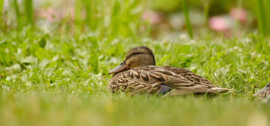 Duck