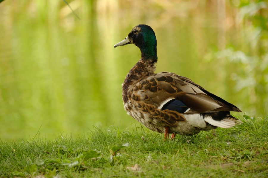 Duck