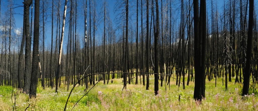 Trees