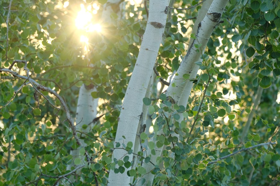 Trees