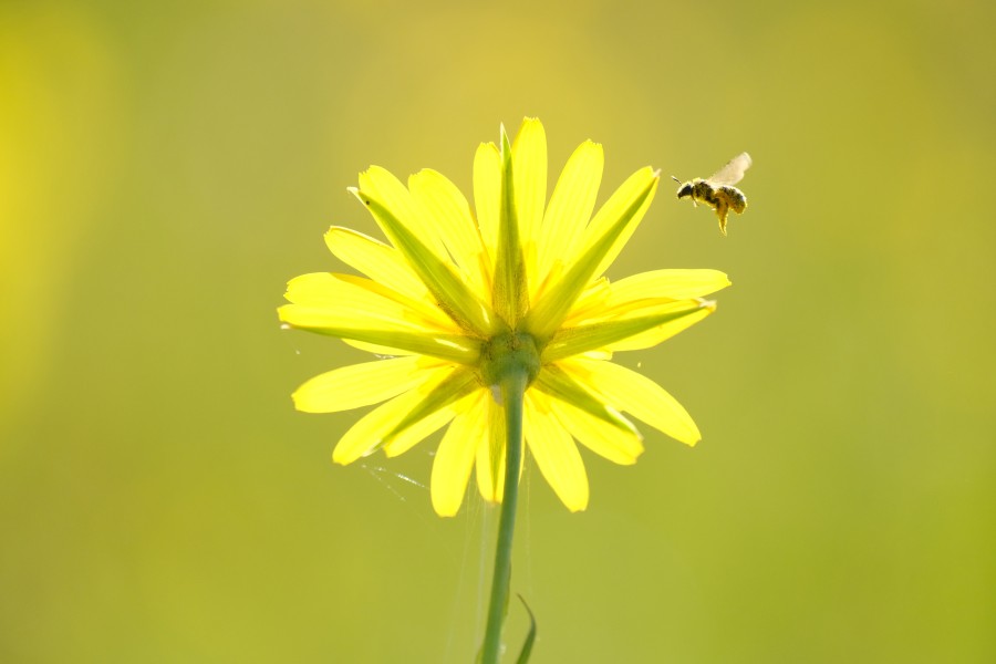 Bee