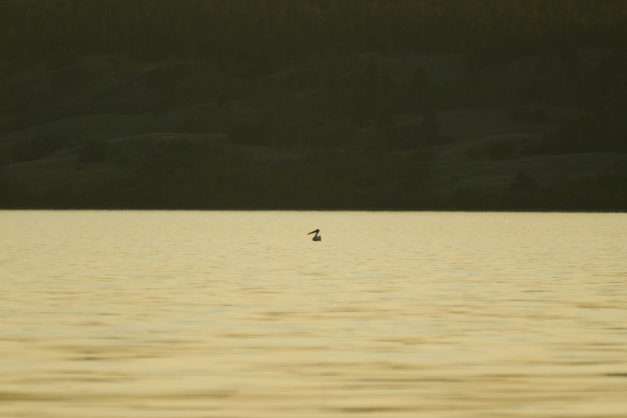 White Pelican