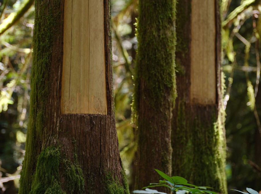 Trees