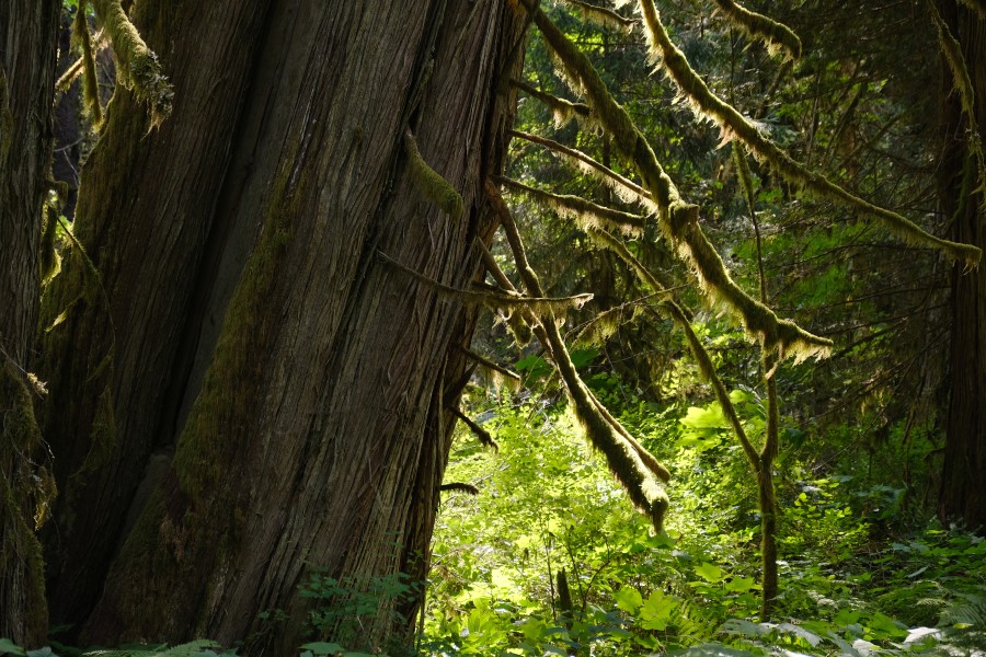 Trees
