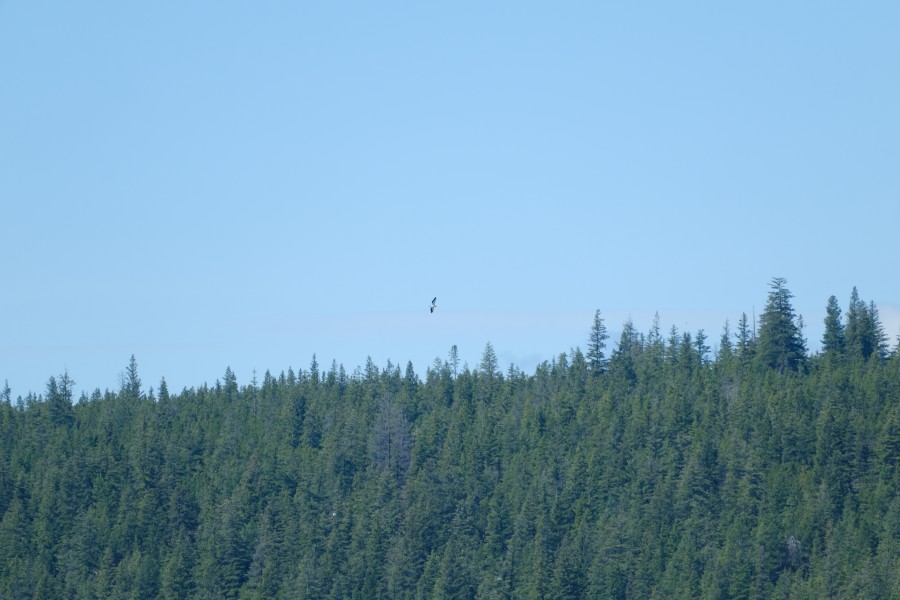 White Pelican