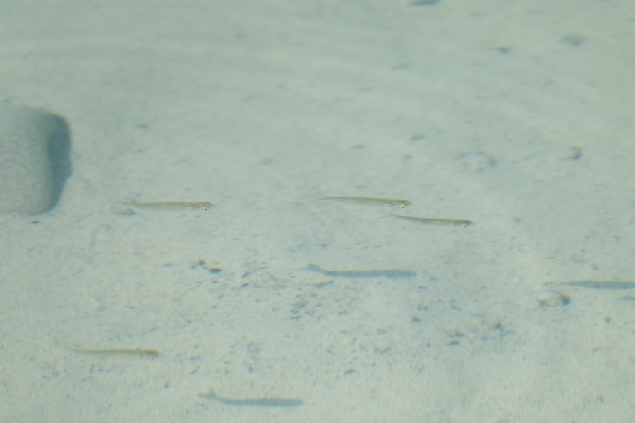Minnows